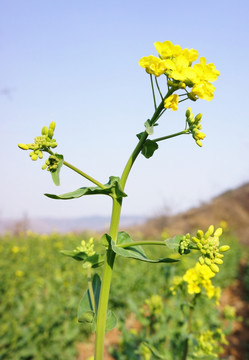 一支油菜花