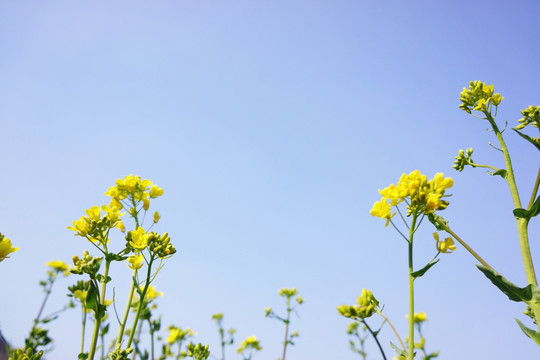 油菜花 蓝天