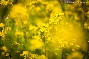 菜花