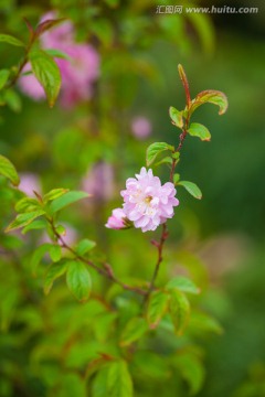 粉色海棠