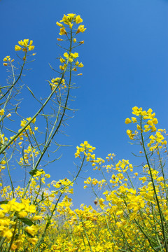 油菜花