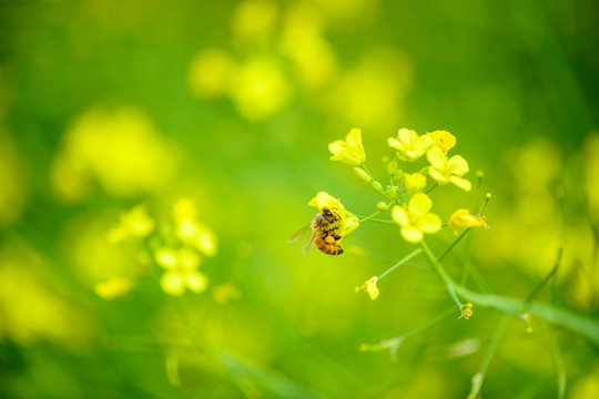 阳光油菜花蜜蜂