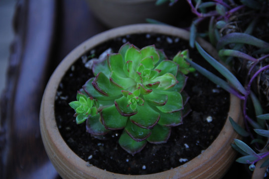 植物素材 干旱多肉植物 肉肉盆