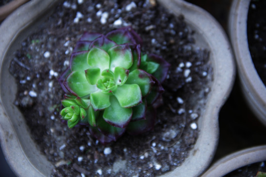耐旱植物 多肉植物 家庭种植