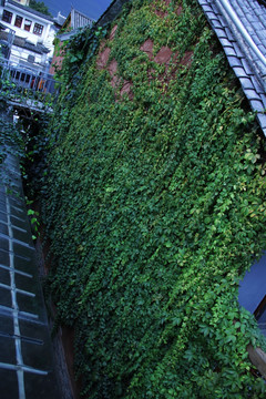 植物素材 爬山虎