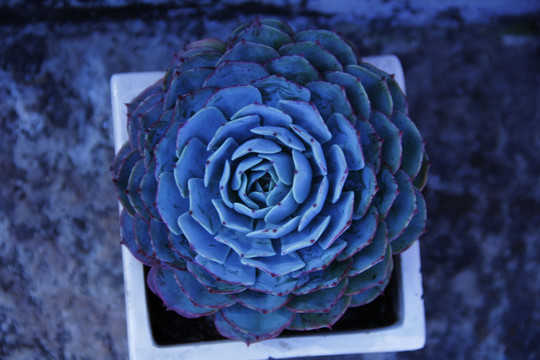 植物素材 多肉植物
