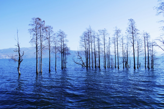 湖水 湖泊 植物 风景 树林