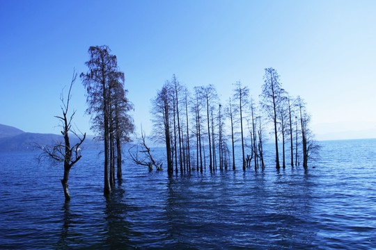 湖水 湖泊 植物 风景 树林