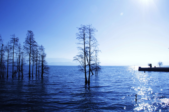 湖水 湖泊 植物 风景 树林