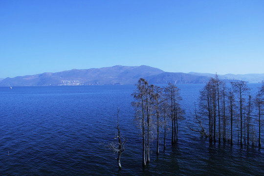 湖水 湖泊 植物 风景 树林