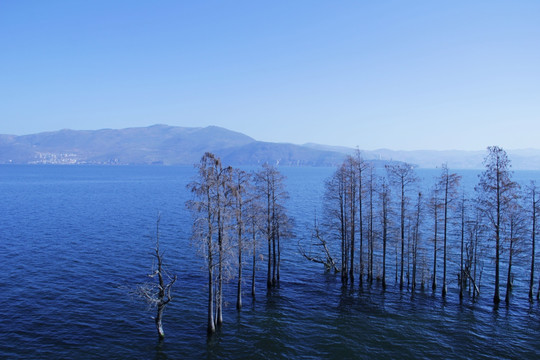 湖水 湖泊 植物 风景 树林
