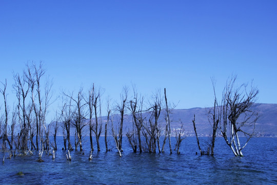 湖水 湖泊 植物 风景 树林