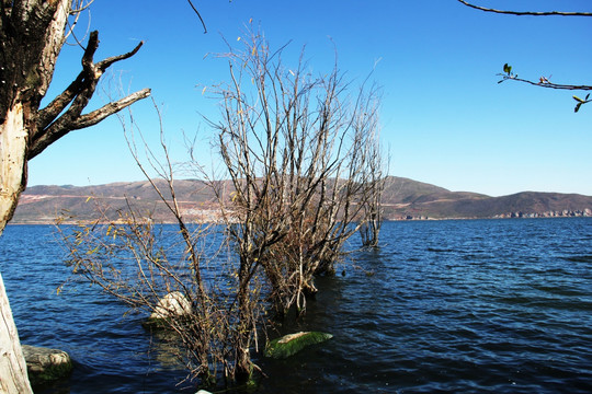 湖水 湖泊 植物 风景 树林