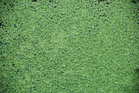水生植物