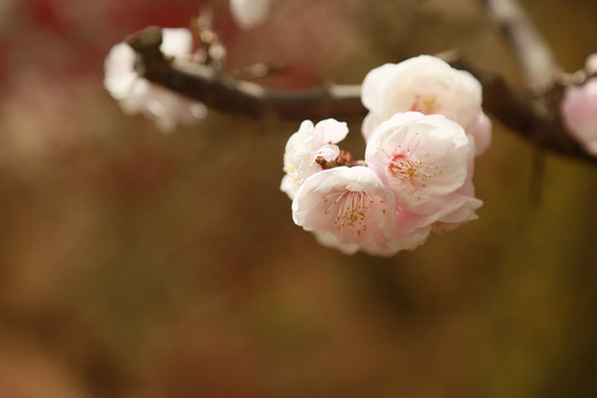 梅花