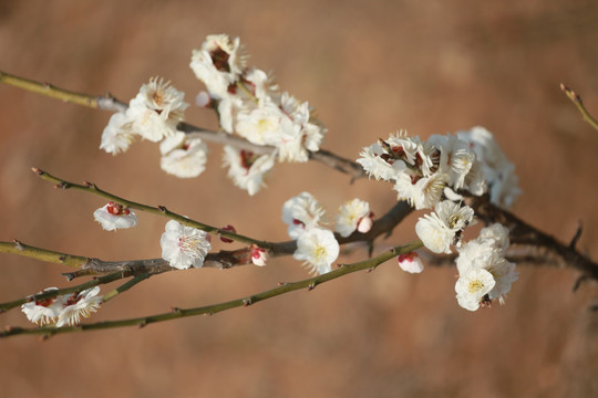 梅花