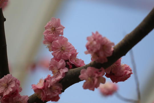 梅花
