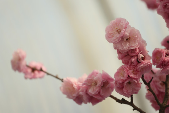 梅花
