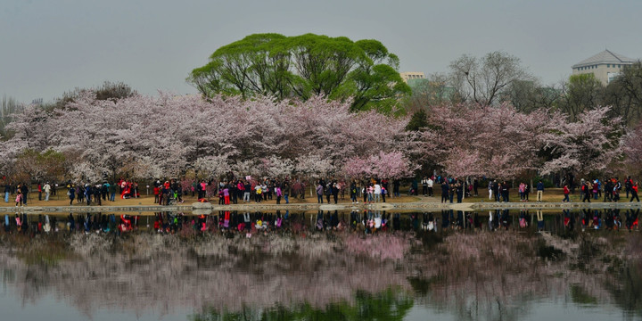 樱花林