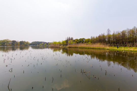 顾村公园残荷塘