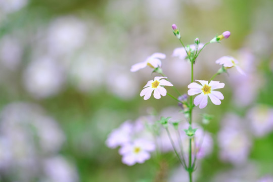 报春花