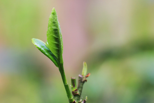 普洱茶