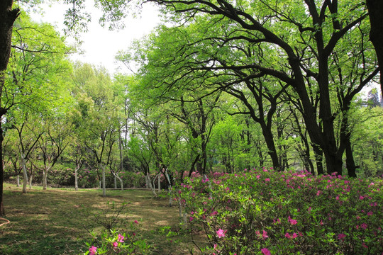 山花烂漫