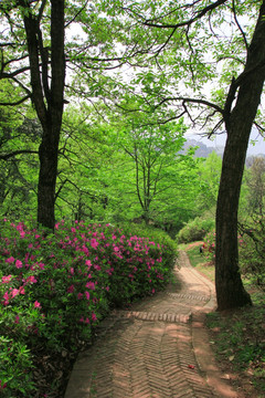 山花烂漫