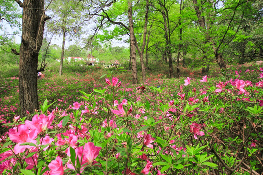 山花烂漫