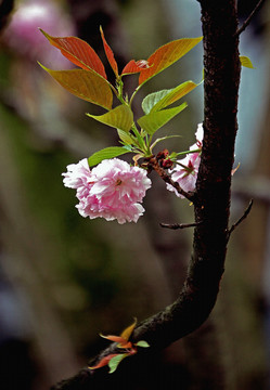 樱花争妍