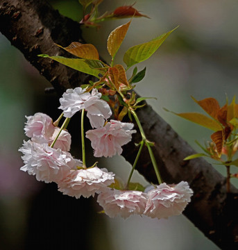 樱花争妍