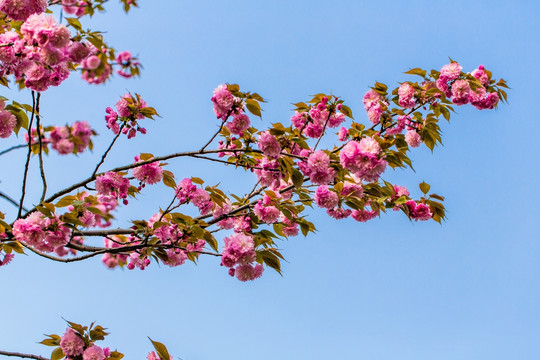 樱花