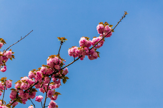 樱花