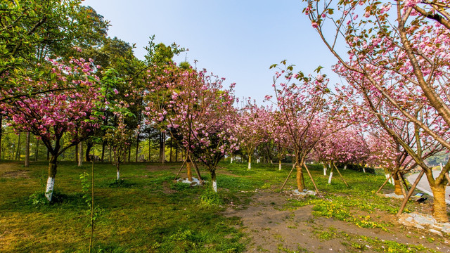 樱花