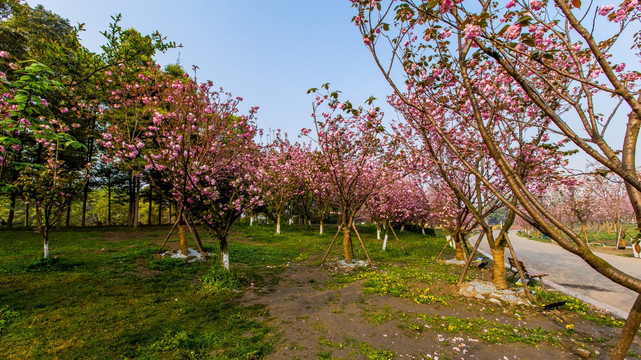 樱花