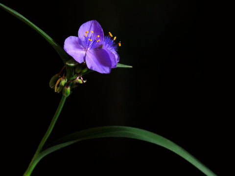 兰花草