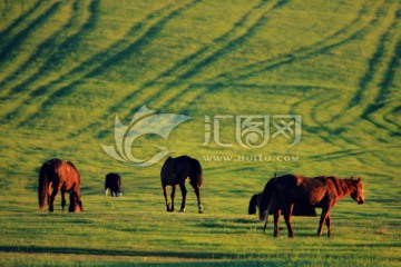 夏季草原傍晚马群