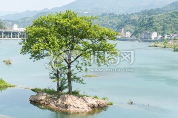 湖中 树