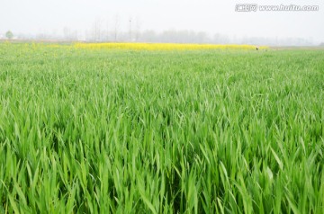 麦田