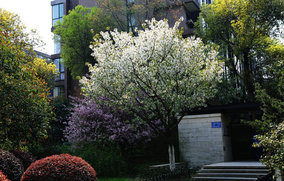 春韵 花儿  春景