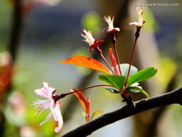 春 树木 新芽 花儿