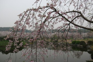 樱花园风景