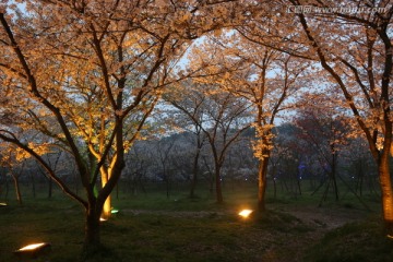 樱花园夜景
