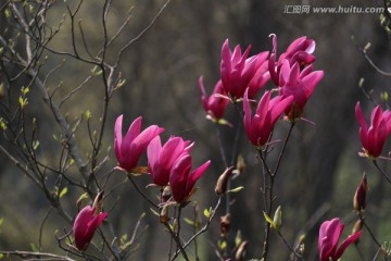 紫玉兰花