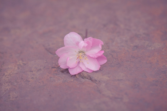 掉落的粉色樱花