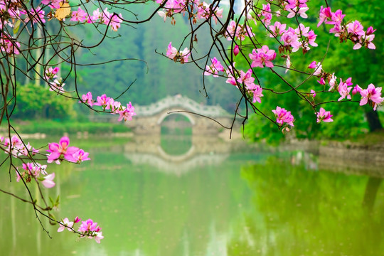 广州植物园春天
