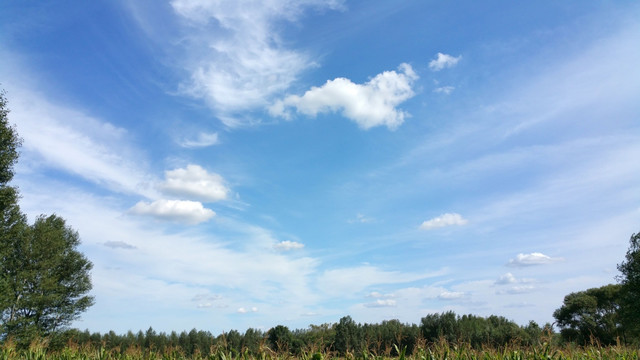 玉米地上空的蓝天白云