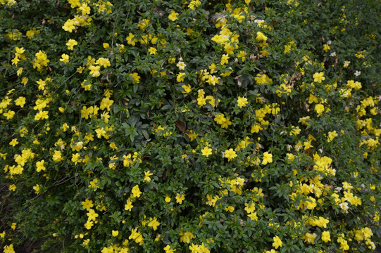 迎春花 小黄花