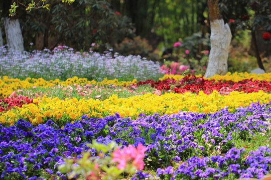 花坛