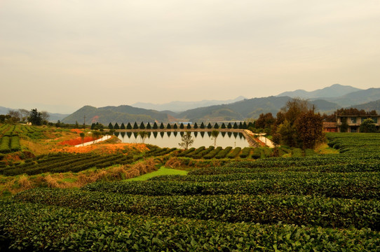 茶叶种植基地